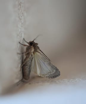 A butterfly, native to Fuertefentura on a wall.