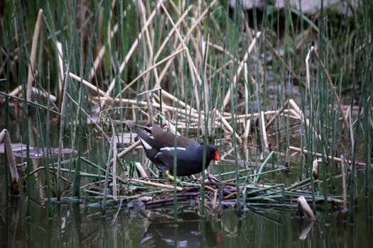 A water rail building its nest among water plants.