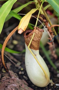 The flower of a pitcher plant, an orchid in a greenhouse.