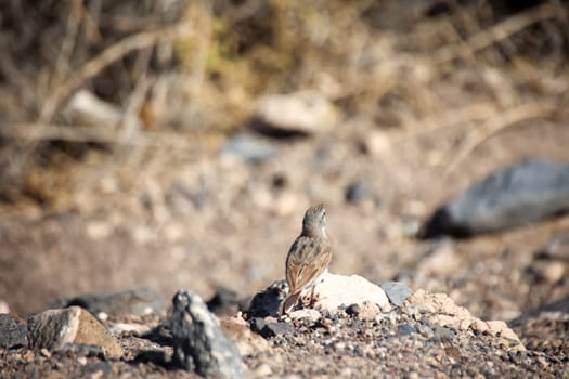 Close-up of a Canary Pipit (Anthus berthelotii), a wading bird in the Canary Islands.
