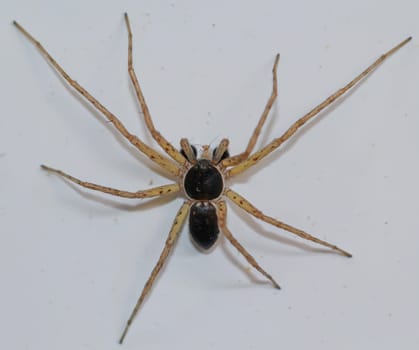 A two-color flat-streaked spider, Philodromus dispar on a wall.