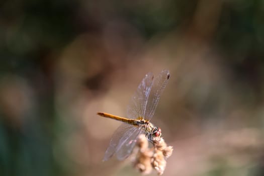 A Yellow Darter sits on the top of a plant.