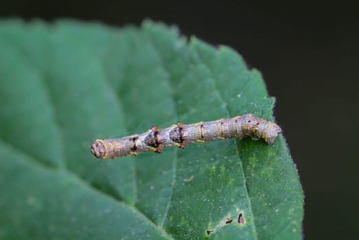 A caterpillar of a frost moth well camouflaged among the leaves of a shrub.
