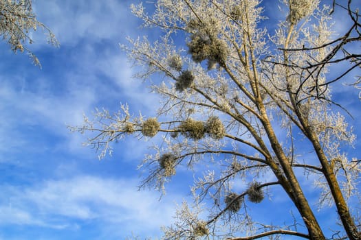 Bueme covered with hoarfrost in a cold winter landscape.