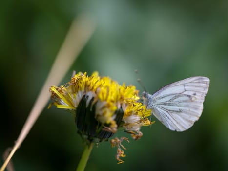 A green veined whiting, Pieris napi on a dandelion.