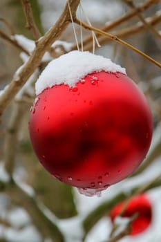 A bright red ball at Christmas time covered with snow on a tree outside.