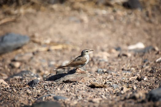 Close-up of a Canary Pipit (Anthus berthelotii), a wading bird in the Canary Islands.