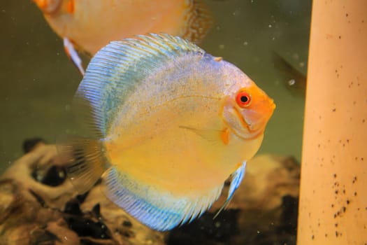 Portrait, close up of discus fish. Discus in aquarium. Amazon tank.
