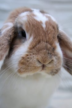 Portrait of a small dwarf rabbit, a ram.