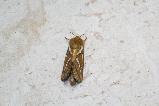 Side view of a small hop rootworm on a wall.