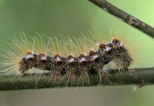 The caterpillar of a goldafter, butterfly on a plant.