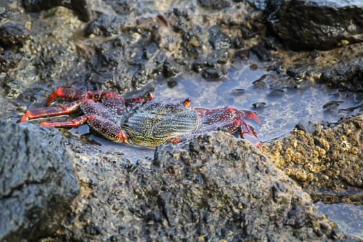 A red cliff crab or red rock crab on a rock by the sea.