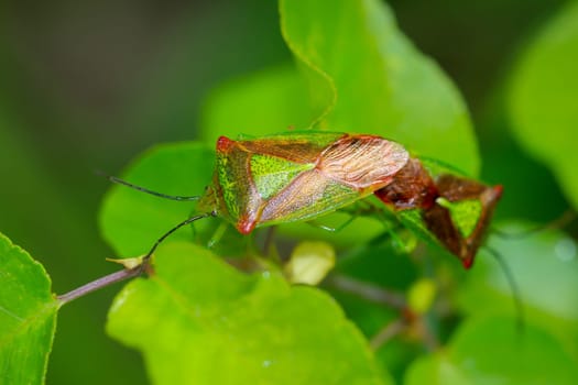 Two trefoil spiny bugs, Acanthosoma haemorrhoidale mating.