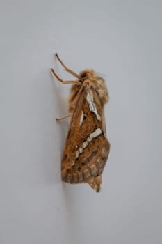 Side view of a small hop rootworm on a wall.