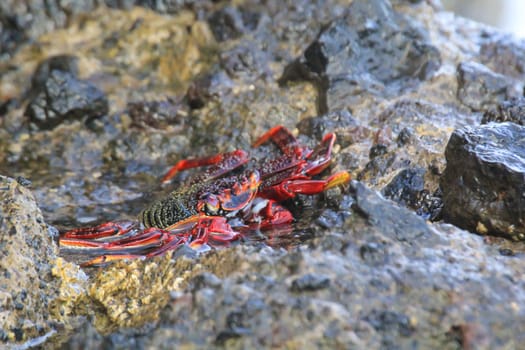A red cliff crab or red rock crab on a rock by the sea.