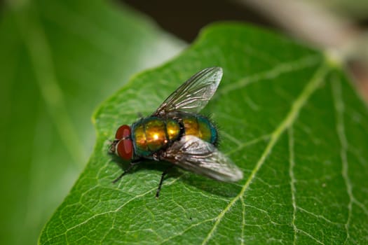 One fly, gold fly unbest. (Lucila spec.) on a tree leaf.