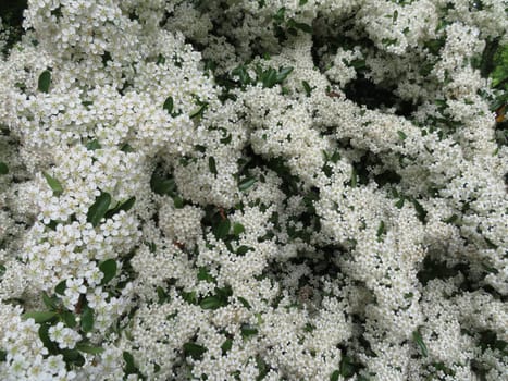 beautiful plant with small white flowers natural spring