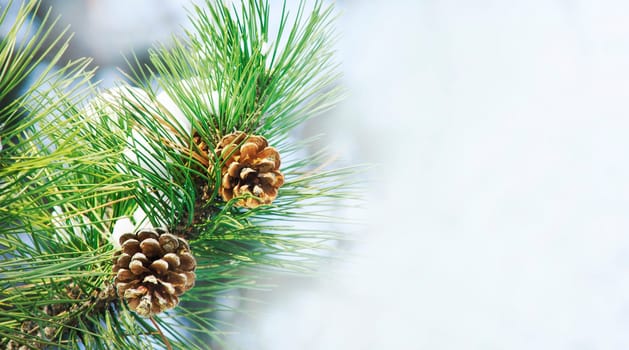 Closeup of pine cone on fir tree brunch under snow. Winter holiday banner design with copyspace. Christmas and new year seasonal holiday neture background.