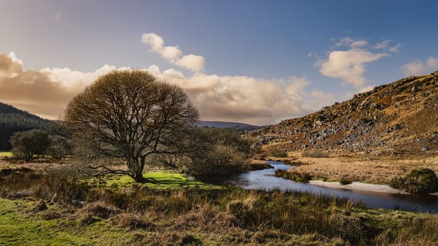 Beautiful autumn scenery with leafless tree, a meadow and a stream illuminated by sunset sunlight in Wicklow Mountains, Ireland