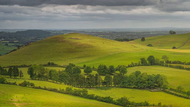 Hundreds of sheeps grazing on green hills of ancient Loughcrew Cairns. Green pastures and fields with tree lines, Meath, Ireland