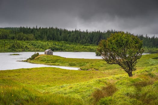 Small tree and house on the edge of Ballynahinch Lake. Pine forest with dark storm sky in background. Connemara, County Galway