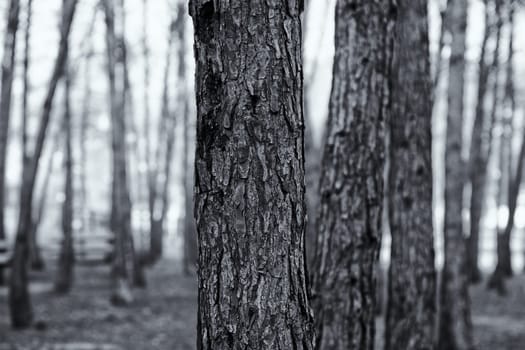 Detail of old trees in a forest in nature, environment and health
