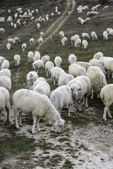 Detail of a group of animals on a farm, meat and textile industry, wool
