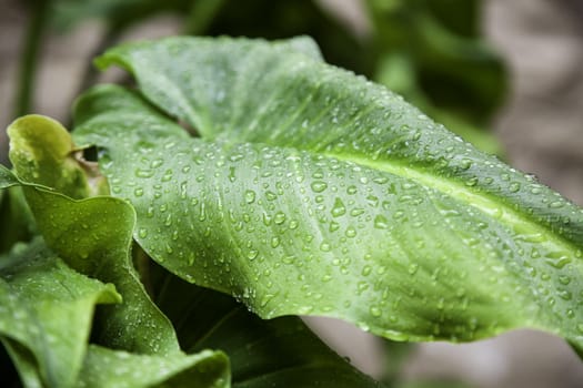 Detail of plant wet by raindrops on a winter day