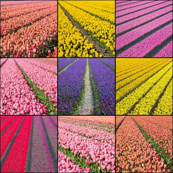 Collage with spring flowers - flower fields in Netherlands