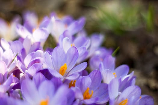 crocus flowers in the garden -  spring flowers - soft focus