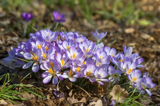 crocus flowers in the garden -  spring flowers - close up
