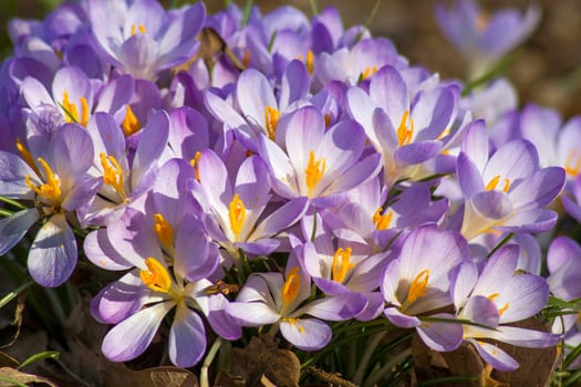 crocus flowers in the garden -  spring flowers - close up