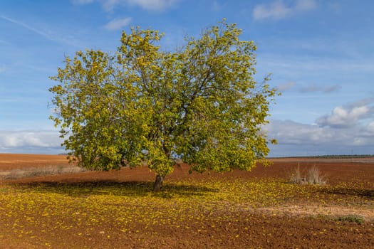 A lonely oak in the middle of the pasture in Extremadura. Spain