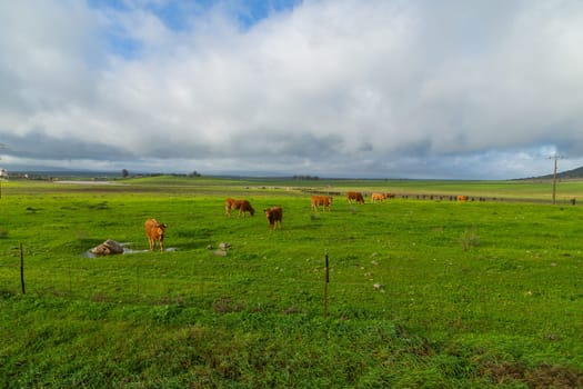 Cattle in a meadow near Caceres. Extremadura, Spain.
