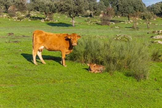 Cattle in a meadow near Caceres. Extremadura, Spain.