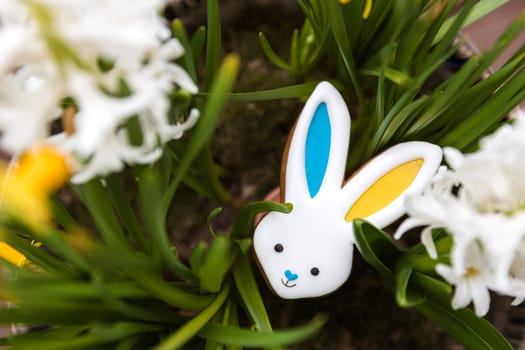Easter bunny gingerbread cookie laying on hyacinth flowerpot. Rabbit ears are colored with yellow blue as Ukraine flag. White flowers close up. Symbolic photo top view. Easter background collection
