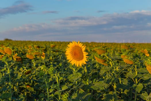 Field of yellow sunflowers in spring. Pamplona, Spain.
