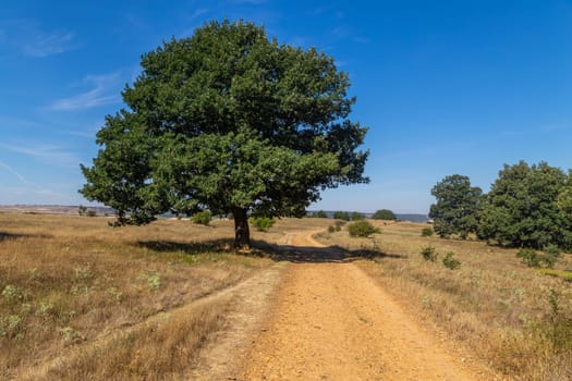 Rural road in the Spanish countryside among agricultural fields, after wheat harvest season. Navarra, Spain