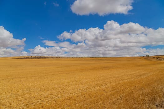 view of a crop field in the north of Spain