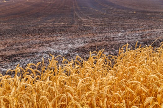 Wheat field in the Pyrenees of Navarra. Spain
