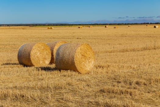 view of a crop field in the north of Spain