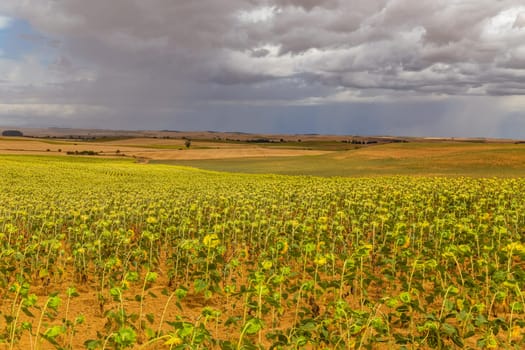 Field of sunflowers on the camino de santiago, Navarra, Spain