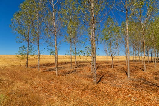 Rural landscape of north of Spain. Forest in the end of summer