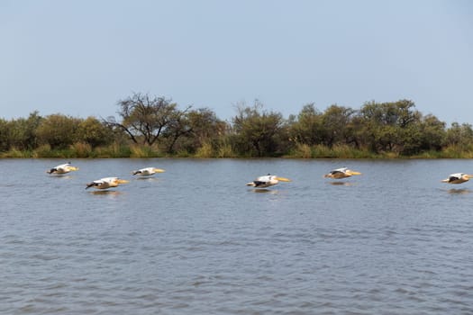 Pelicans in Djoudi national park reserve. Senegal