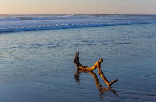Old tree at the beach, sunset light. Beach of Mindelo in the north of Portugal