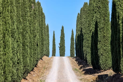 Alley of cypress trees in Tuscany, Italy