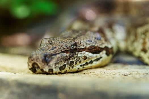 Dumeril's boa, (Acrantophis dumerili), big non venomous endemic snake in the family Boidae on the ground. Isalo National Park. Madagascar wildlife animal.