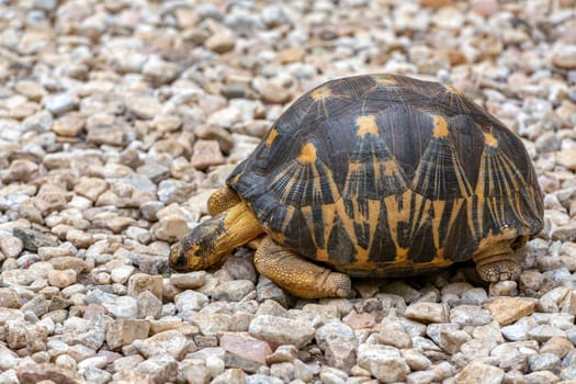 Radiated tortoise (Astrochelys radiata), critically endangered endemic turtle species in the family Testudinidae. Antsirabe, Madagascar wildlife animal