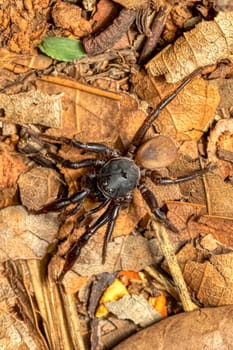 Ground spider, Gnaphosidae sp., Miandrivazo. Endemic spider hunting on ground. Madagascar wildlife animal