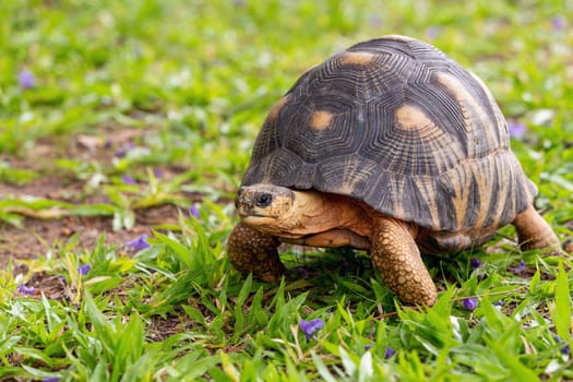 Radiated tortoise (Astrochelys radiata), critically endangered endemic turtle species in the family Testudinidae. Ilakaka, Madagascar wildlife animal